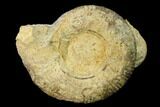 Two Bathonian Ammonite (Procerites) Fossils - France #152766-4